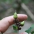 Fruit forming