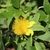 Yellow flowers with many stamens