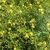 Form in bloom