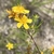 FlYellow flower with 5 petals and many stamensowers