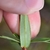 Underside of the linear green leaf
