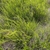 Form of plant without blooms