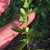 Stem and leaves