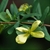 Flower detail
