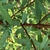 Reddish brown stem