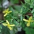 Individual flowers in leaf axils