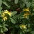 Flowers and leaves