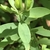 Capsules forming