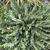 Hypericum olympicum