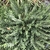 Form of a low-growing shrub