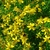 Form in bloom