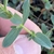 Leaf and stem