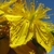 Flower detail