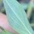 Underside of leaf