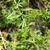 Stems with whorled leaves