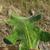 Leaf closeup