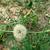 Seed head