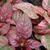 Hypoestes phyllostachya