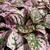 Hypoestes phyllostachya
