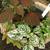 Hypoestes phyllostachya