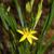 Hypoxis hirsuta