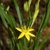 Star-shaped yellow flower, buds and green narrow leaves