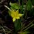 Hypoxis hirsuta
