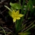 Flowers and leaves with hairs