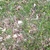 A group of plants