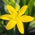 Close-up pf a yellow flower with 6 petals