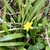Long narrow green leaves and a yellow star-shaped flower