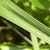 Close up of leaf with a few white hairs
