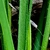 Lose up of a green leaf