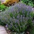 Rounded shrub with erect branches and terminal flower spikes.