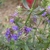Flowers close-up and foliage