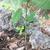Euphorbia heterophylla var cyathophora