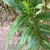 Opposite leaves