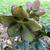 Helleborus x glandorfensis 'Ice N' Roses Red'