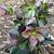 Helleborus x glandorfensis 'Ice N' Roses Red'