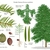 Color illustration of the technical details of this species.