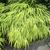 Hakonechloa macra form