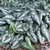 Mass planting of dark, silver-blotched foliage.