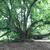 Katsura Tree