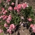 Form