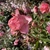 Flower single