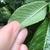 Back of leaf