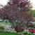 Prunus cerasifera 'Thundercloud'
