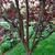 Prunus cerasifera 'Thundercloud'
