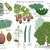 Botanical illustration showing all parts of the plant