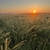 Expanse of tall grass with comb-like flowering spikes at sunrise